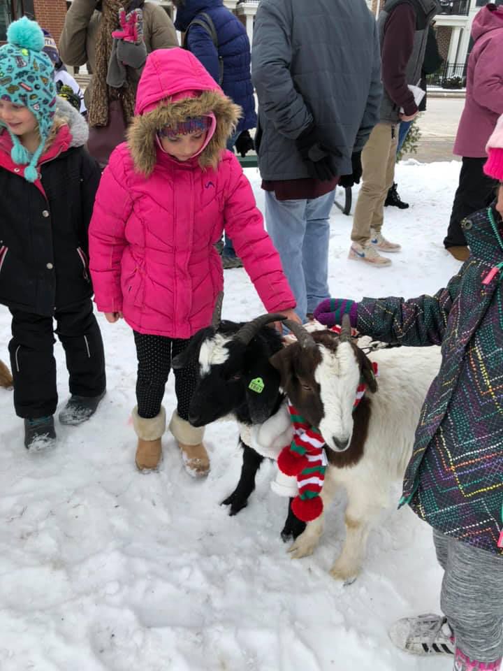 Goats in the Snow
